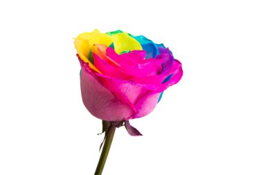 çok renkli gül beyaz arkaplanda izole