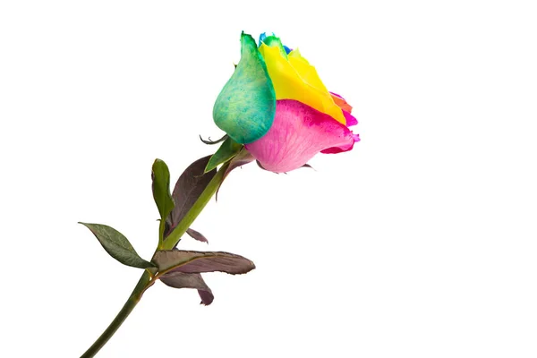 Rosa Multicolor Aislada Sobre Fondo Blanco — Foto de Stock