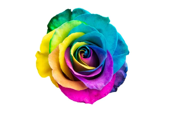 Multicolorido Rosa Isolado Fundo Branco — Fotografia de Stock