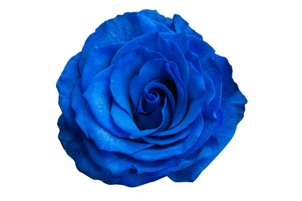 Blue Rose Stock Photos, Royalty Free Blue Rose Images | Depositphotos