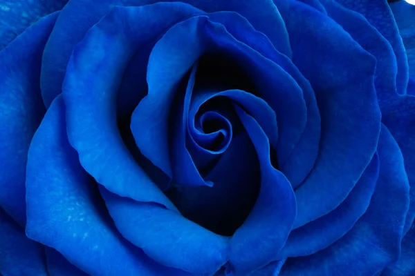 Rose Bleue Isolée Sur Fond Blanc — Photo