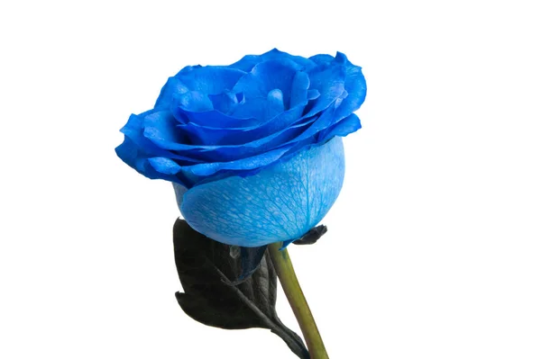 Rosa Blu Isolata Sfondo Bianco — Foto Stock