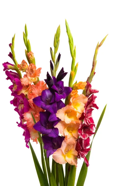 Bouquet Gladioli Isolati Sfondo Bianco — Foto Stock