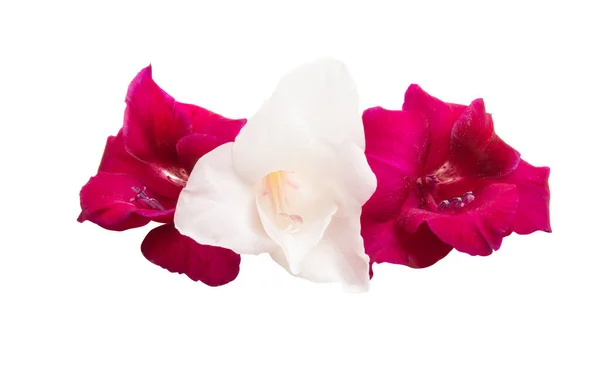 Gladiolus Fleur Isolée Sur Fond Blanc — Photo