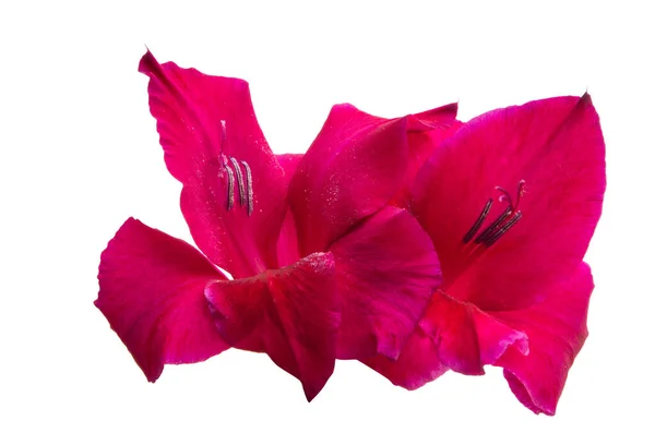 Gladiolus Blomma Isolerad Vit Bakgrund Royaltyfria Stockfoton