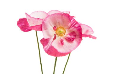 Beyaz arka planda izole edilmiş haşhaş buketi