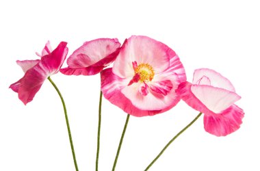 Beyaz arka planda izole edilmiş haşhaş buketi