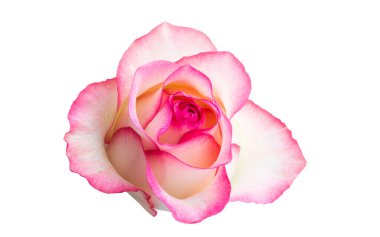 Pembe Gül beyaz arkaplanda izole edildi