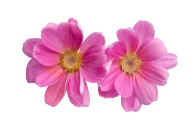 Pembe perikallis beyaz arkaplanda izole edildi