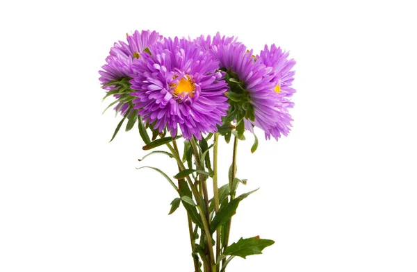 Aster Flor Isolada Fundo Branco — Fotografia de Stock