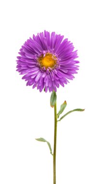 Beyaz arka plan üzerinde izole aster çiçek
