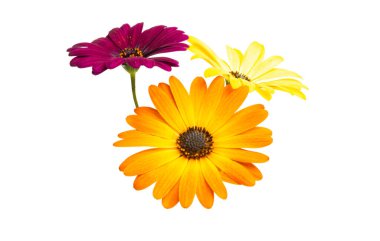 Osteosperumum Çiçek Papatyası Beyaz Arkaplanda izole edildi. Makro Yakın Çekim