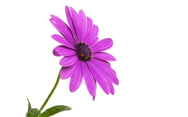 Osteosperumum Blomma Daisy Isolerad Vit Bakgrund Makro Närbild — Stockfoto