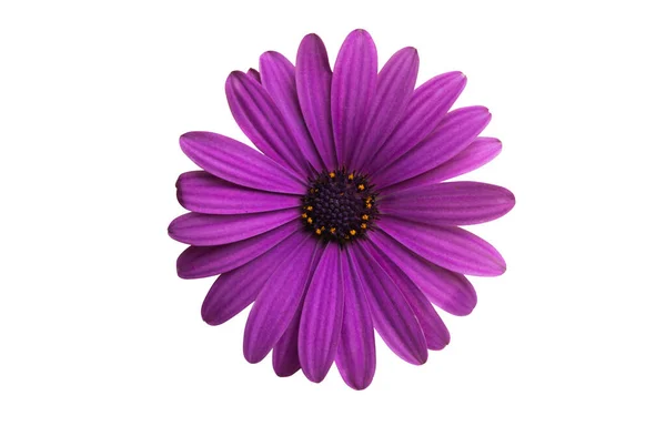 Osteosperumum Λουλούδι Daisy Απομονώνονται Λευκό Φόντο Κλείσιμο Μακροεντολών — Φωτογραφία Αρχείου