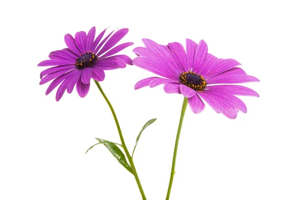 Osteosperumum Floare Daisy Izolat Fundal Alb Macro Closeup — Fotografie, imagine de stoc