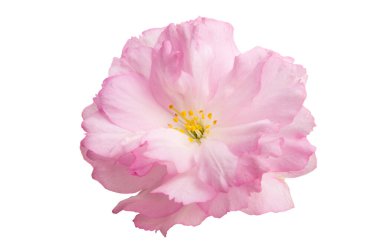 Beyaz arkaplanda izole edilmiş sakura çiçeği