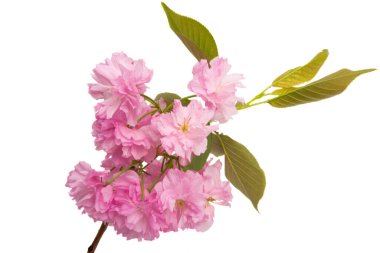 Beyaz arkaplanda izole edilmiş sakura çiçeği