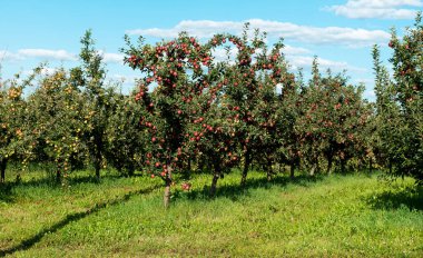Güneşli bir günde elma Bahçe