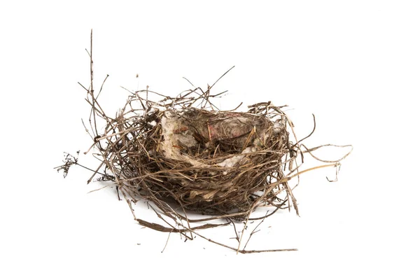 Bird Nest Isolated White Background — Stock Photo, Image