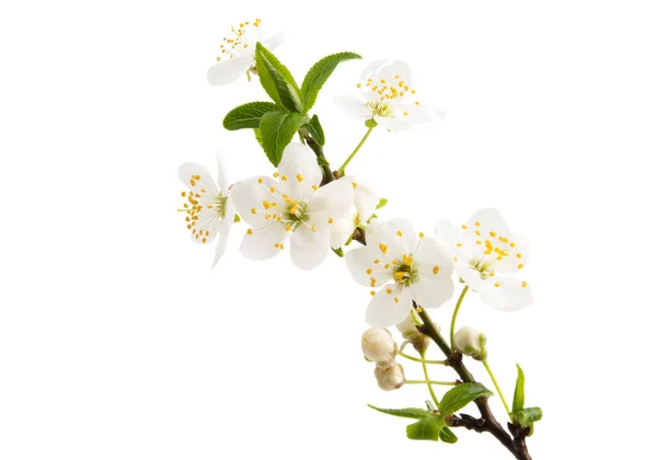 Třešňový Květ Izolovaných Bílém Pozadí — Stock fotografie
