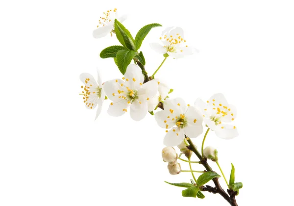 Cherry Blomma Isolerad Vit Bakgrund — Stockfoto