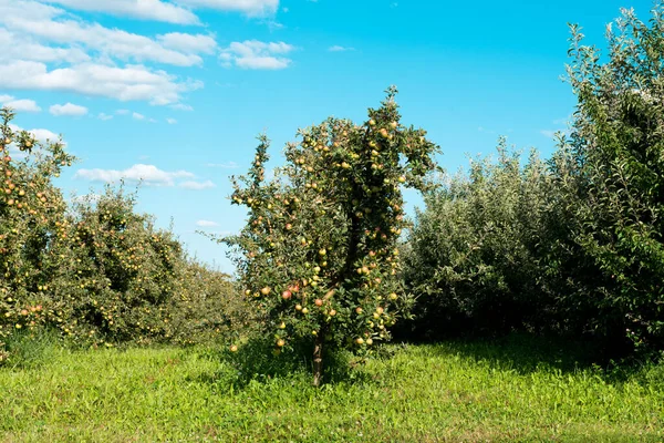 Jardim Maçã Dia Ensolarado Imagem De Stock