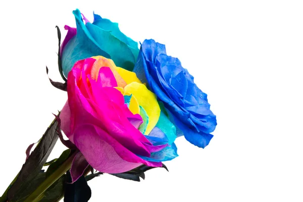 Rosa Multicolor Aislada Sobre Fondo Blanco —  Fotos de Stock