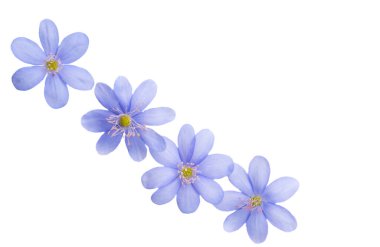 Beyaz bir arka planda mantarı nobilis