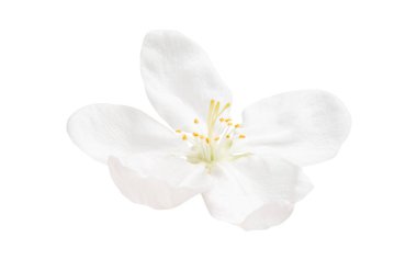 Beyaz arka plan üzerinde izole elma ağacı çiçek