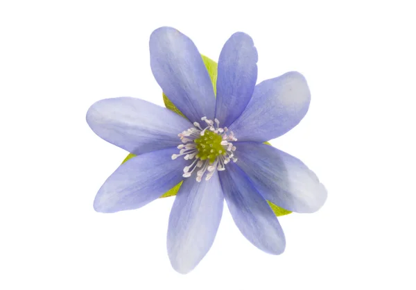 Hepatica Nobilis White Background — Stock Photo, Image