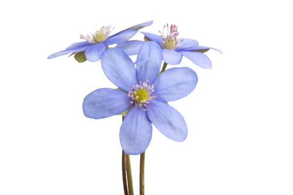 Hepatica Nobilis Sfondo Bianco — Foto Stock