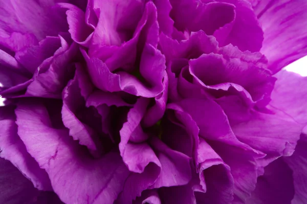 Purple Carnation Isolated White Background — Stock Photo, Image