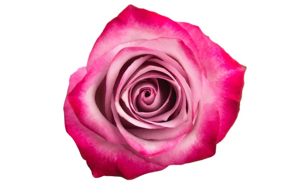 Pink Rose Izolowane Białym Tle — Zdjęcie stockowe