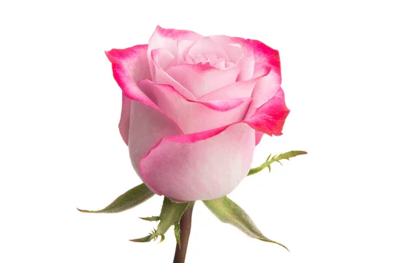 Pink Rose Geïsoleerd Witte Achtergrond — Stockfoto