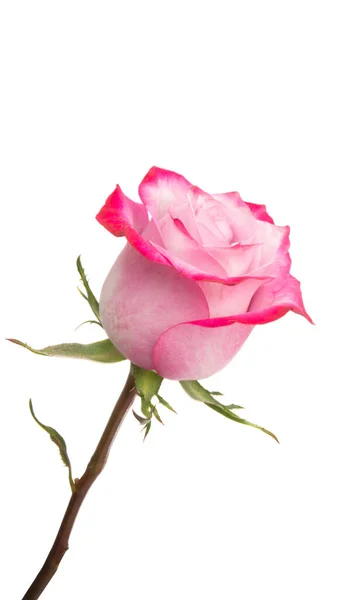 Pink Rose Izolowane Białym Tle — Zdjęcie stockowe