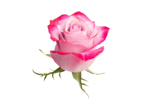Rosa Rosa Isolata Sfondo Bianco — Foto Stock