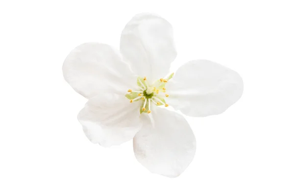 Apple Tree Flower Isolated White Background — Stock Photo, Image