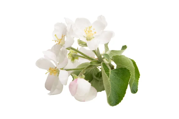 Apple Boom Bloem Geïsoleerd Witte Achtergrond — Stockfoto