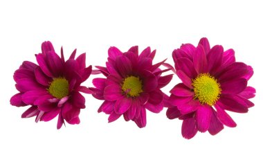 Beyaz arkaplanda kırmızı kasımpatı izole edildi