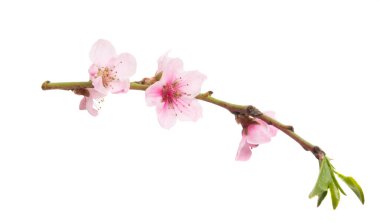 Beyaz arkaplanda izole edilmiş sakura çiçekleri