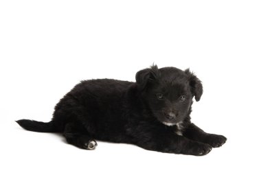 Beyaz arka planda izole edilmiş güzel yavrular.