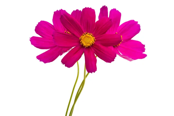 Röd Kosmea Blommor Isolerad Vit Bakgrund — Stockfoto