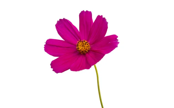 Flores Cosmea Vermelho Isolado Fundo Branco — Fotografia de Stock