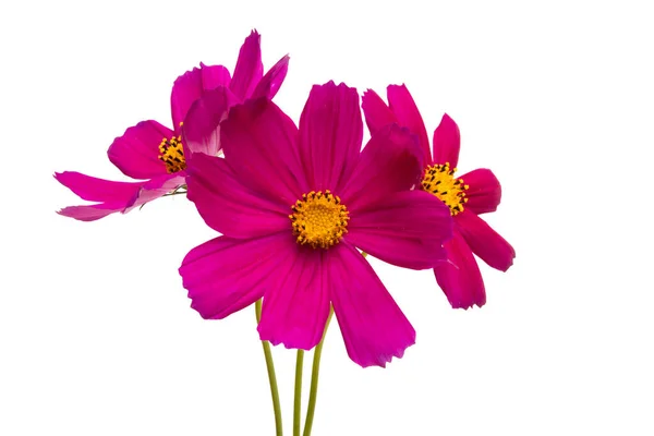 Röd Kosmea Blommor Isolerad Vit Bakgrund — Stockfoto