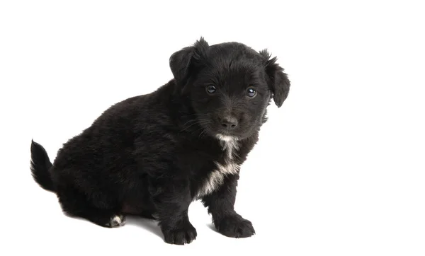 Hermosos Cachorros Aislados Sobre Fondo Blanco — Foto de Stock