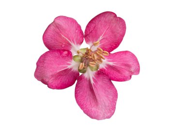 Beyaz arkaplanda izole edilmiş elma ağaçlarının kırmızı çiçekleri