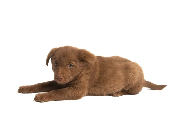 Beautiful Puppies Isolated White Background — Stock Photo, Image