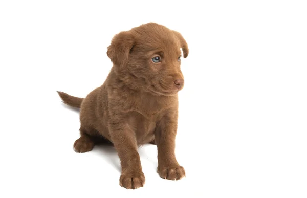 Beautiful Puppies Isolated White Background — Stock Photo, Image