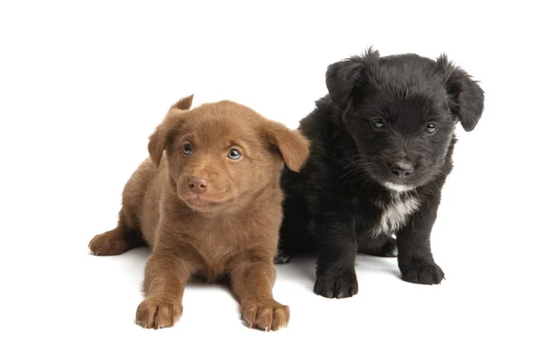 Mooie Puppies Geïsoleerd Witte Achtergrond — Stockfoto