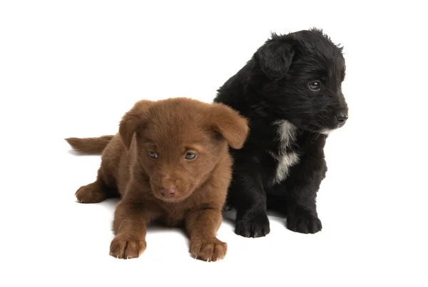 Bellissimi Cuccioli Isolati Sfondo Bianco — Foto Stock